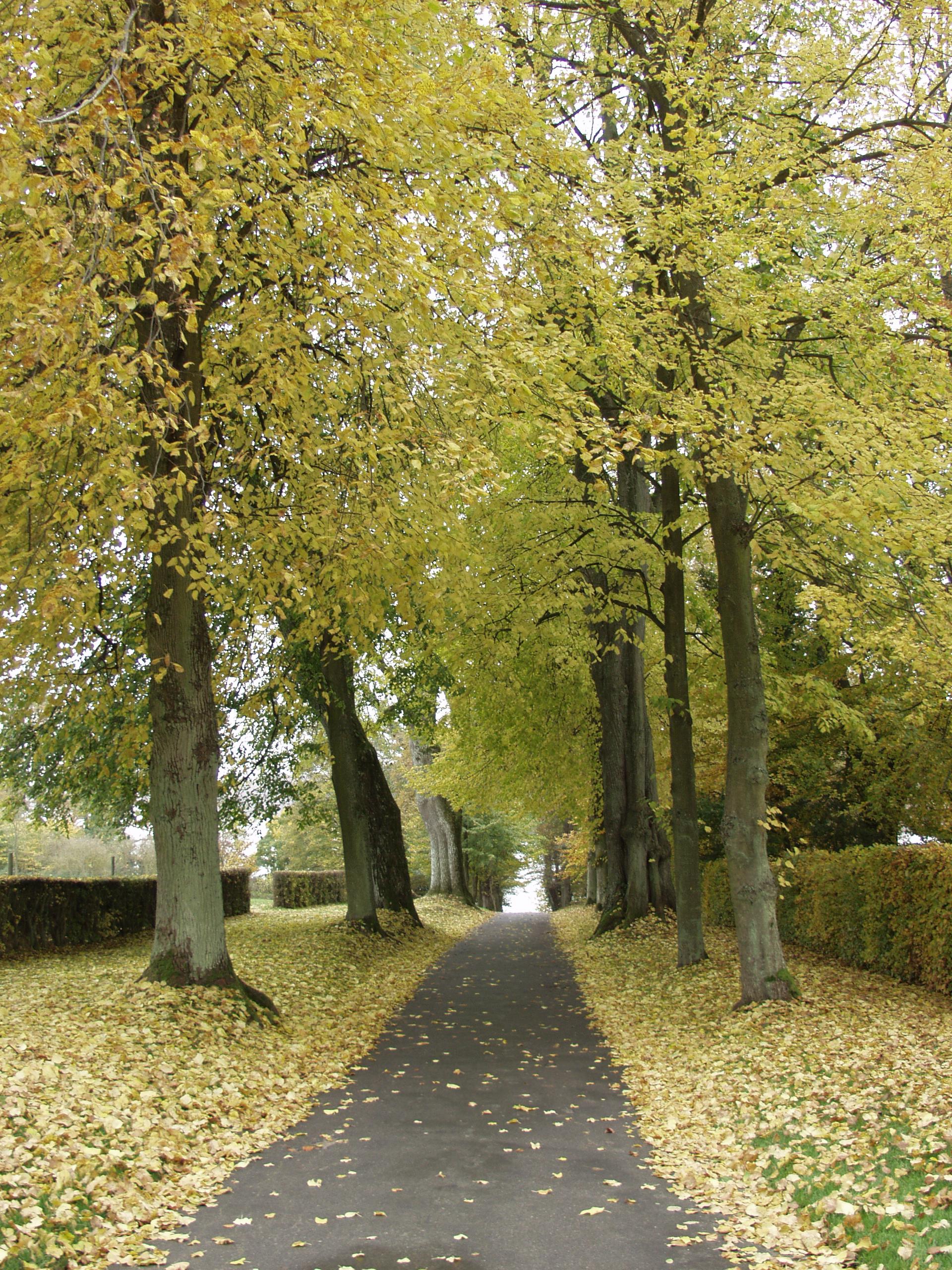 Allé med træer i efterårsfarver